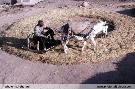 خرمن کوبی سنتی در مجارشین