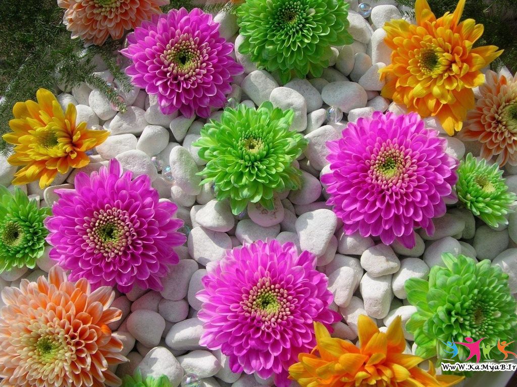 Beautiful fresh flowers around the world
