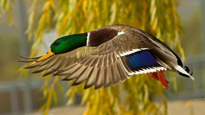 عکسهای از پرندگان خیلی زیبا