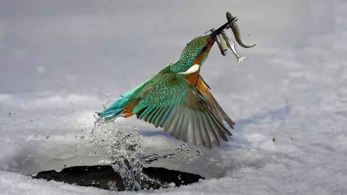 عکسهای از پرندگان خیلی زیبا