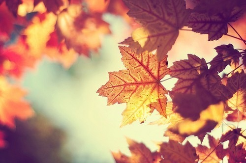 ♣ autumn ♣ 1