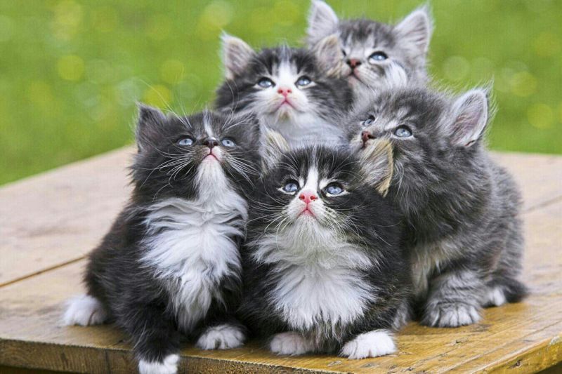 http://best-fun1.mihanblog.com/post/tag/%D8%A8%DA%86%D9%87%20%DA%AF%D8%B1%D8%A8%D9%87 Cute kitten Pictures