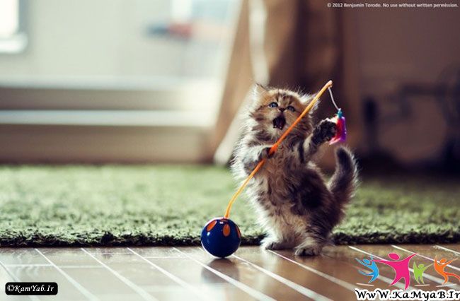 عکس زیباترین بچه گربه دنیا Cute kitten Pictures