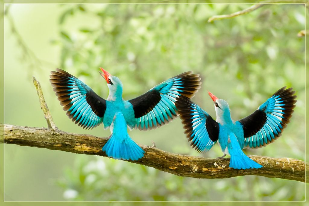 beautiful_birds زیباترین پرندگان جهان