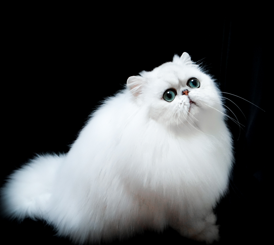 http://s5.picofile.com/file/8150633200/purepersiancat_1_.jpg