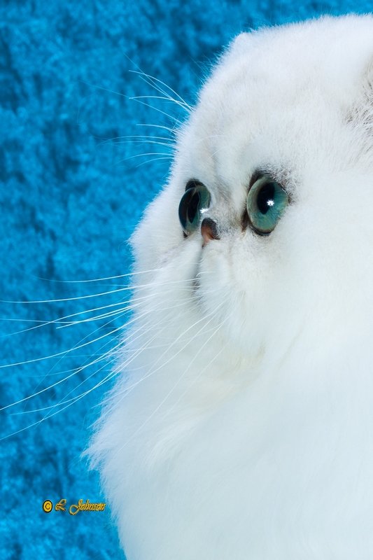 http://s5.picofile.com/file/8150633384/purepersiancat_3_.jpg