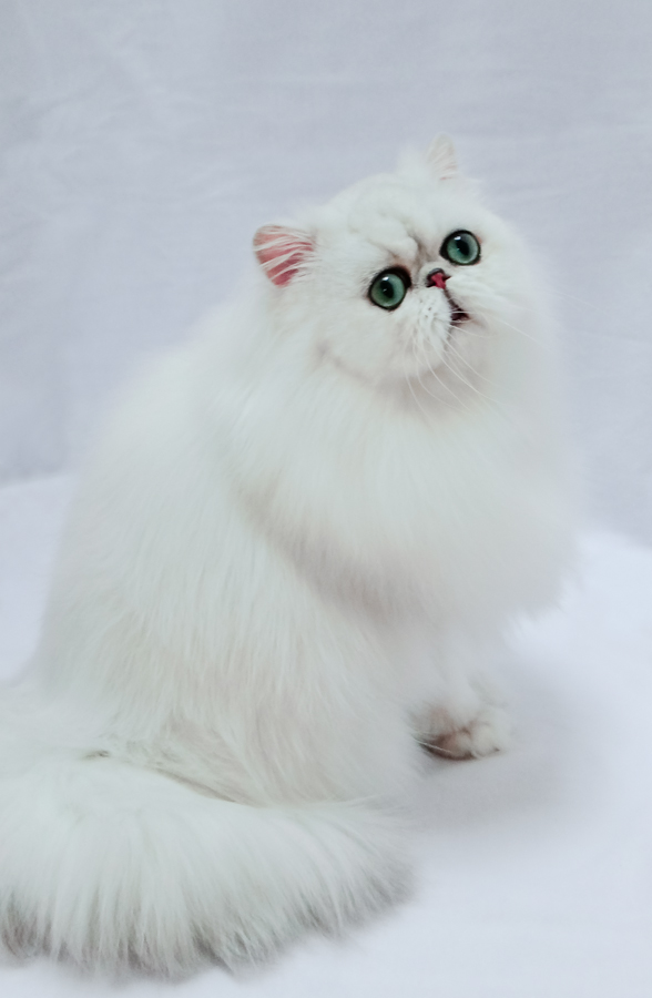 http://s5.picofile.com/file/8150633526/purepersiancat_5_.jpg