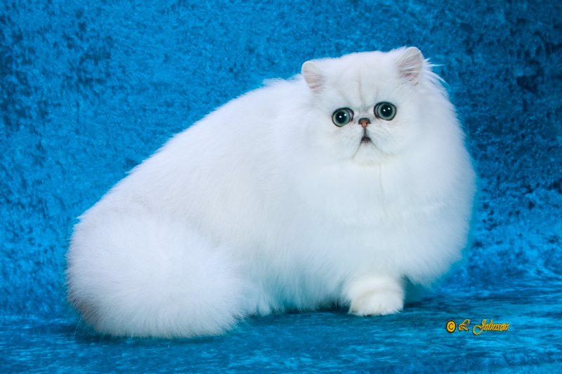 http://s5.picofile.com/file/8150634334/purepersiancat_6_.jpg