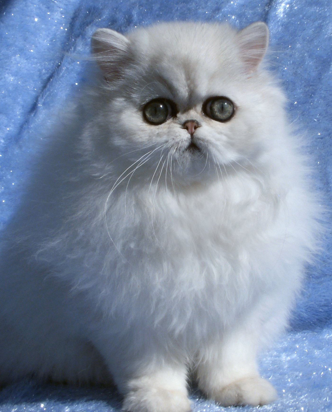 http://s5.picofile.com/file/8150634434/purepersiancat_7_.JPG