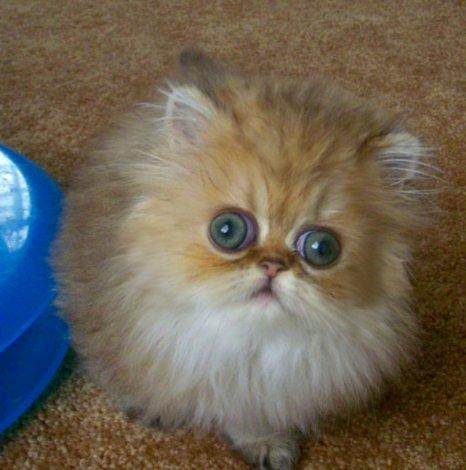 http://s5.picofile.com/file/8150634484/purepersiancat_8_.jpg