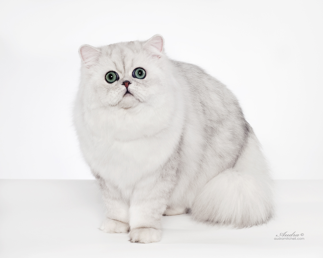 http://s5.picofile.com/file/8150634526/purepersiancat_9_.jpg