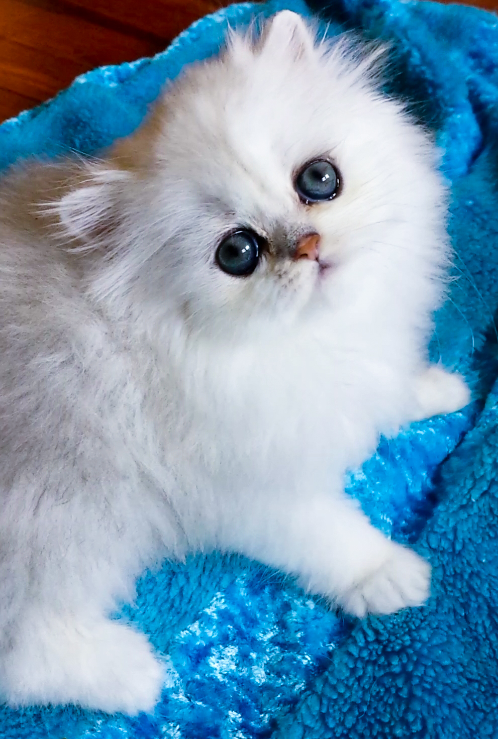 http://s5.picofile.com/file/8150634942/purepersiancat_11_.jpg