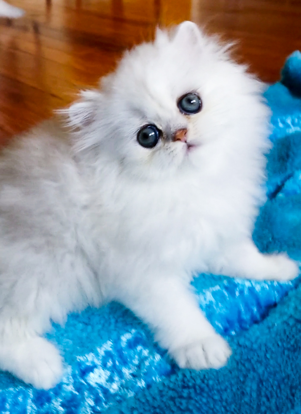 http://s5.picofile.com/file/8150635576/purepersiancat_12_.jpg