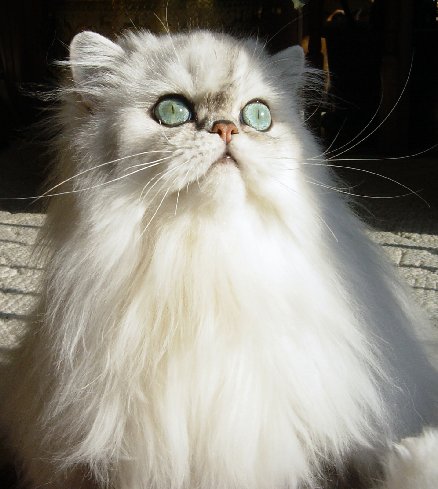 http://s5.picofile.com/file/8150635676/purepersiancat_13_.jpg
