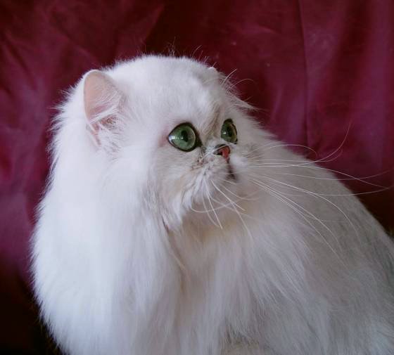http://s5.picofile.com/file/8150635700/purepersiancat_14_.jpg
