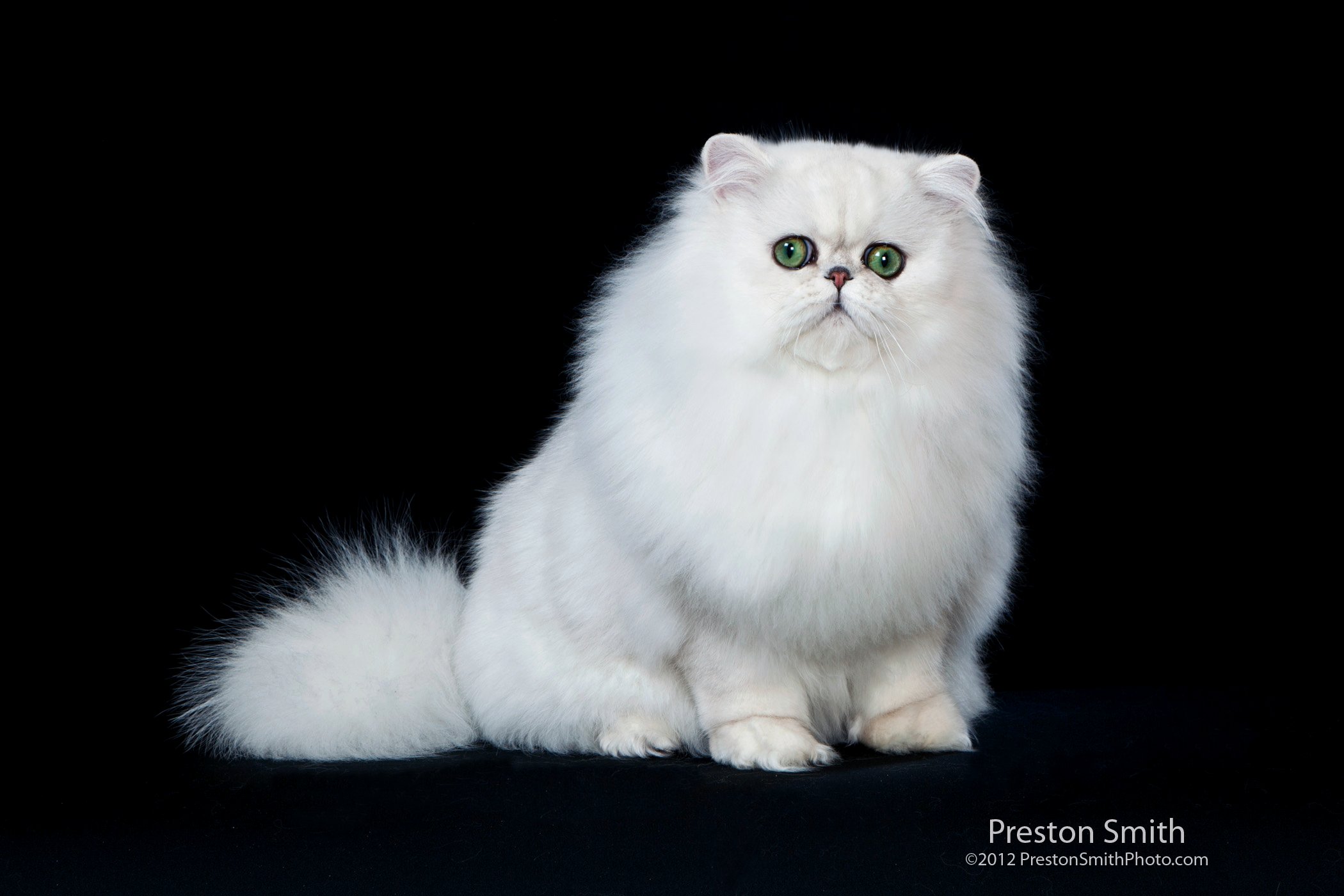 http://s5.picofile.com/file/8150635742/purepersiancat_15_.jpg