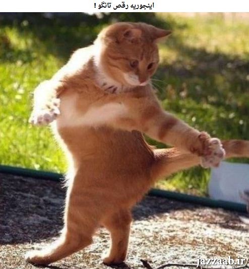 گربه خنده دار+آموزش رقص