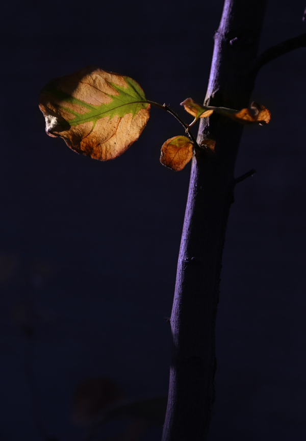 http://s5.picofile.com/file/8151056676/IMG_0_369_copy.jpg