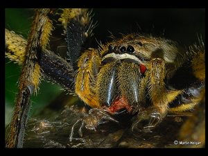 تصویر زیبای نمای نزدیک از عنکبوت