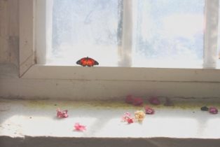 http://s5.picofile.com/file/8151863534/butterfly_on_window.jpg