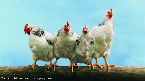 اطلاعاتی در مورد مرغ و صنعت مرغ داری که احتمالا نمیدوسنیتد