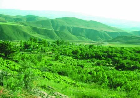 یولقون آغاج - تکاب