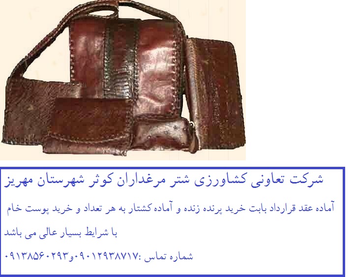 شرکت تعاونی شتر مرغداران کوثر شهرستان مهریز