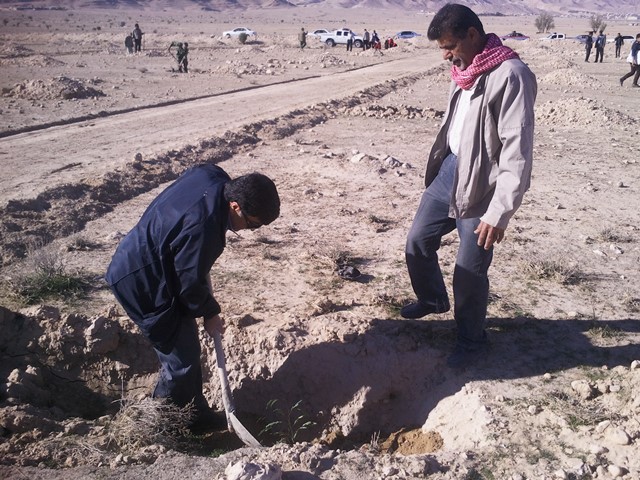 درختکاری منطقه کورده لارستان