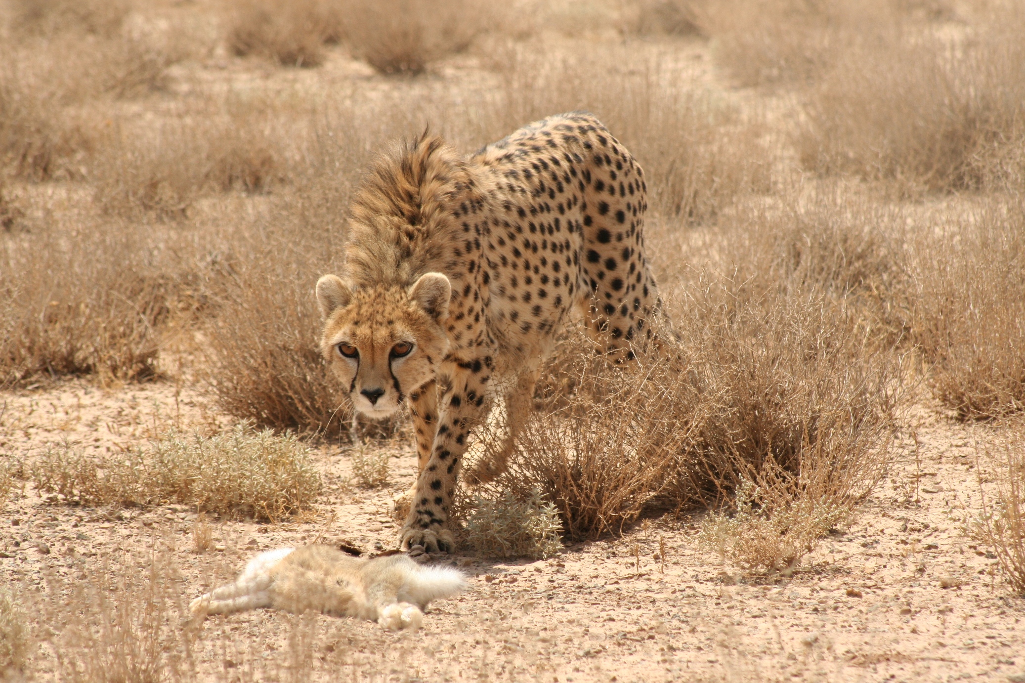 [تصویر: Cheetah01.jpg]