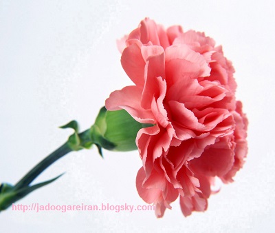 carnation_flower.jpg (400×338)