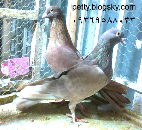 کبوتر موشی