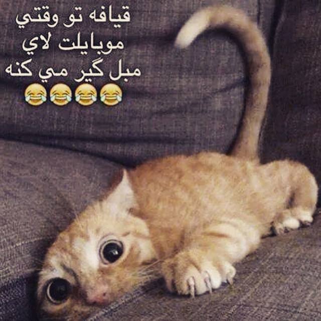 عکس های جالب و خنده دار خفن