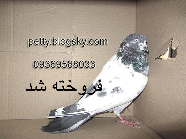 کبوتر تیپلر پاکستانی