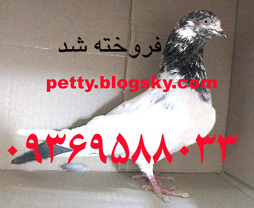 فروش کبوتر تیپلر