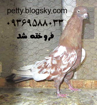 کبوتر تیپلر پاکستانی