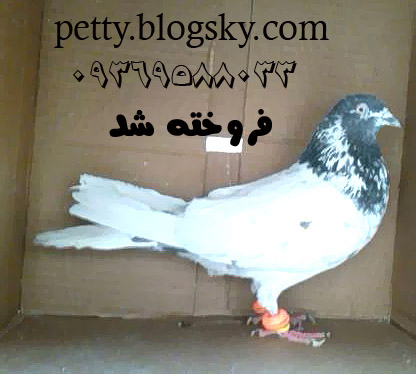 فروش کبوتر تیپلر پاکستانی