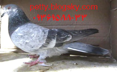 فروش کبوتر تیپلر پاکستانی