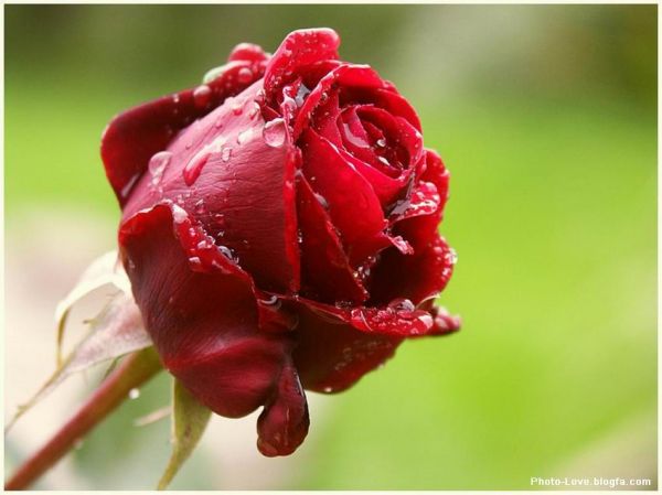 عکس گل رز زیبا خوشگل ترین گل رز شاخه گل زیبای رز