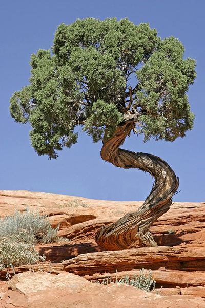 http://s5.picofile.com/file/8169445092/juniper_tree_photo.jpg