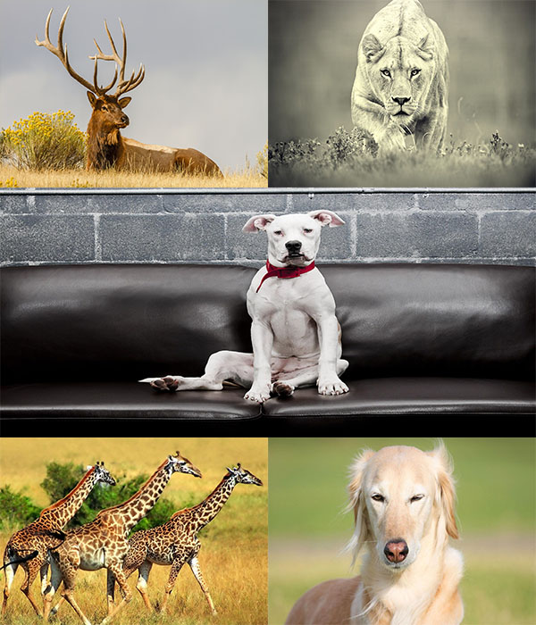 دانلود عکس های فوق العاده زیبا از حیوانات