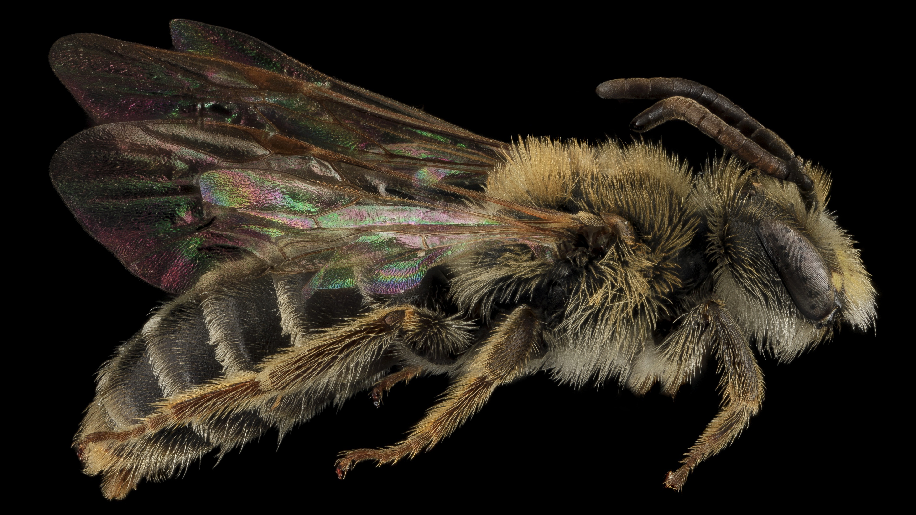 http://s5.picofile.com/file/8169774450/andrena_cragini_bee.jpg