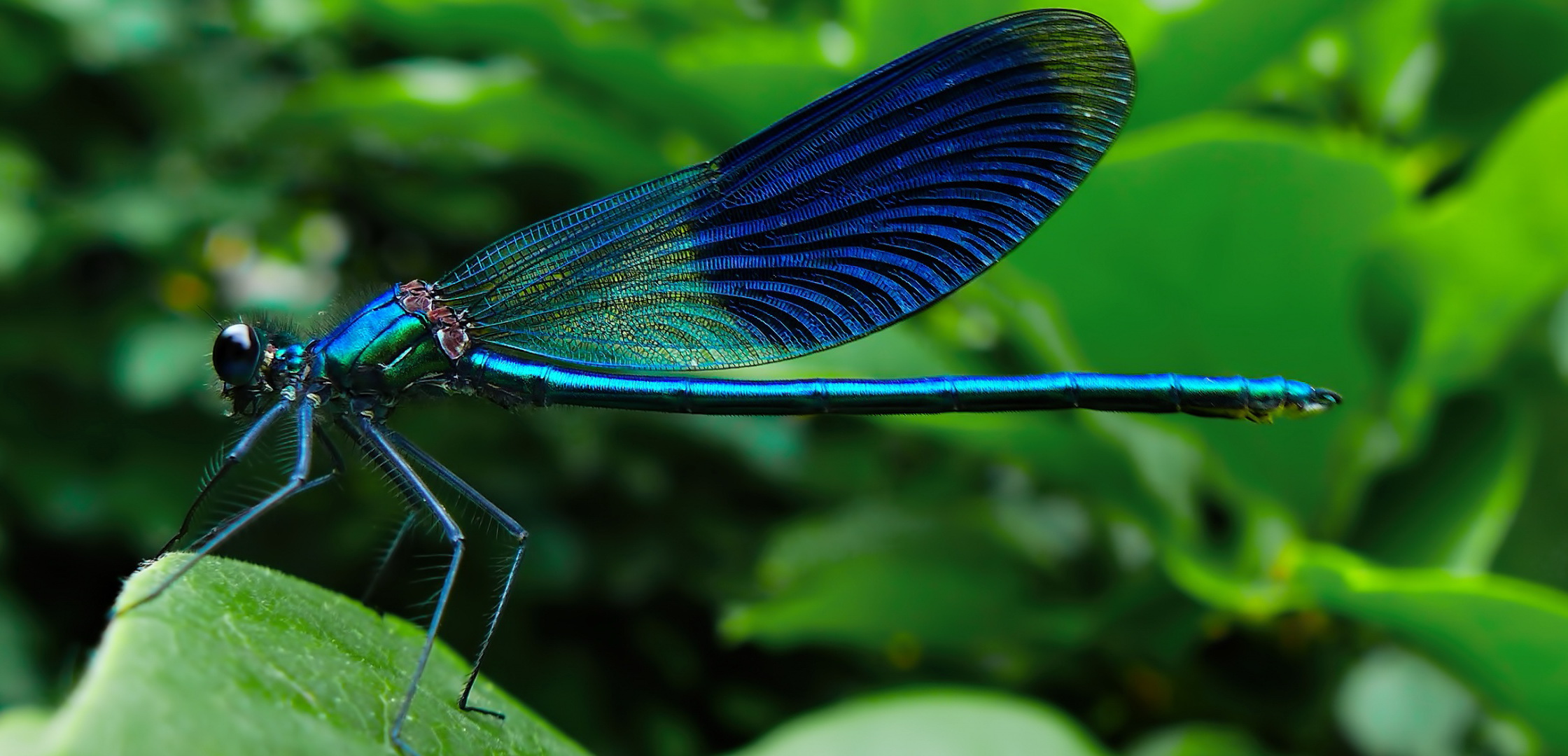 http://s5.picofile.com/file/8169774526/blue_dragonfly.jpg