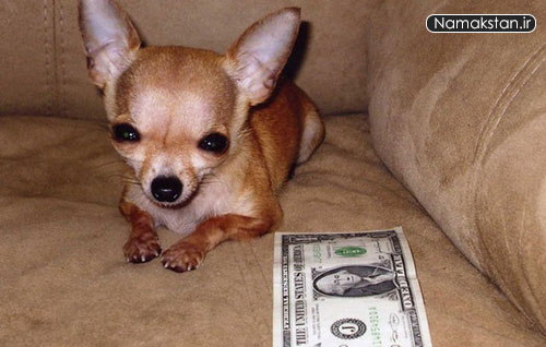 عکس های خفن رکورد گینس کوچکترین سگ زنده در جهان 1