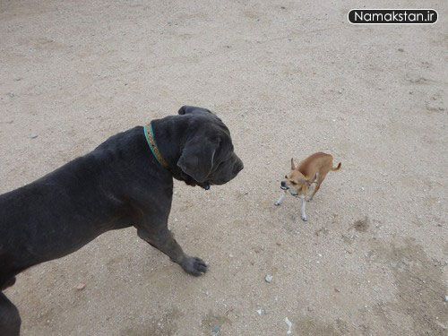 عکس های خفن رکورد گینس کوچکترین سگ زنده در جهان 1