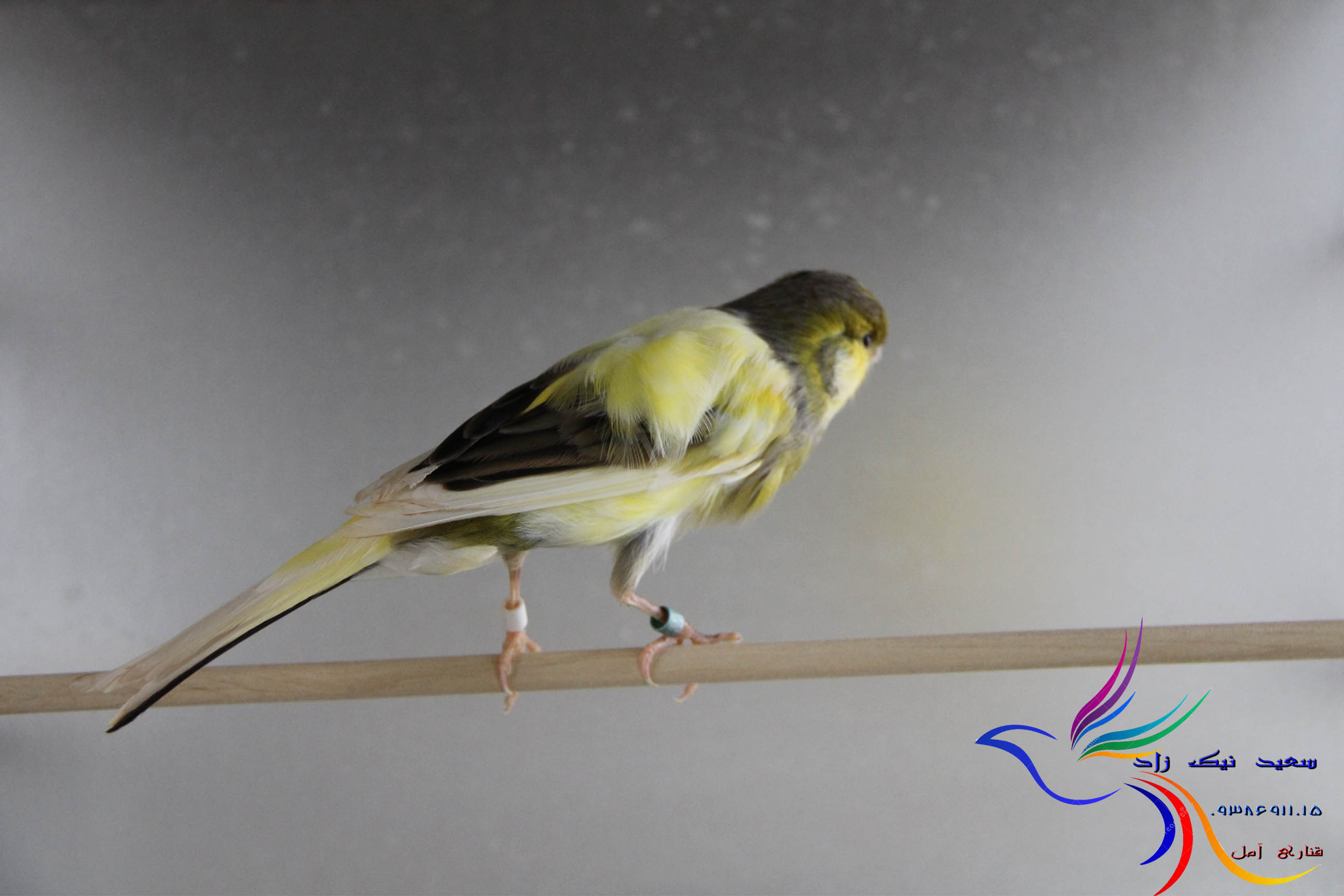 قناری سعید نیک زاد - saeed nikzad canary قناری سعید نیک زاد - saeed nikzad canary