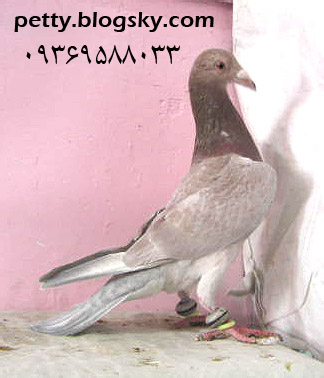 فروش کبوتر سرور