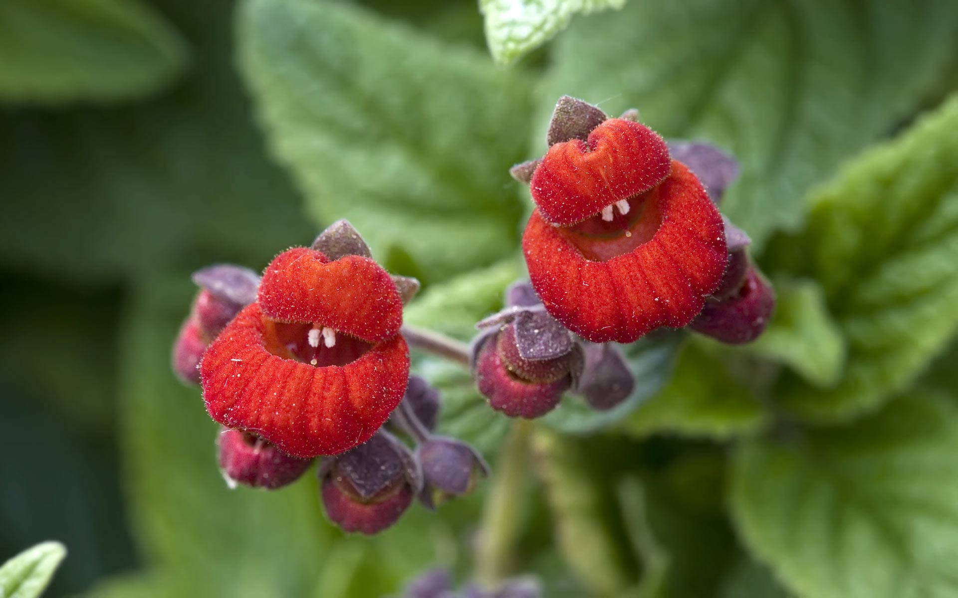 http://s5.picofile.com/file/8172271526/flower_hd_game_4.jpg