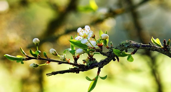 شکوفه هایی روی یک شاخه