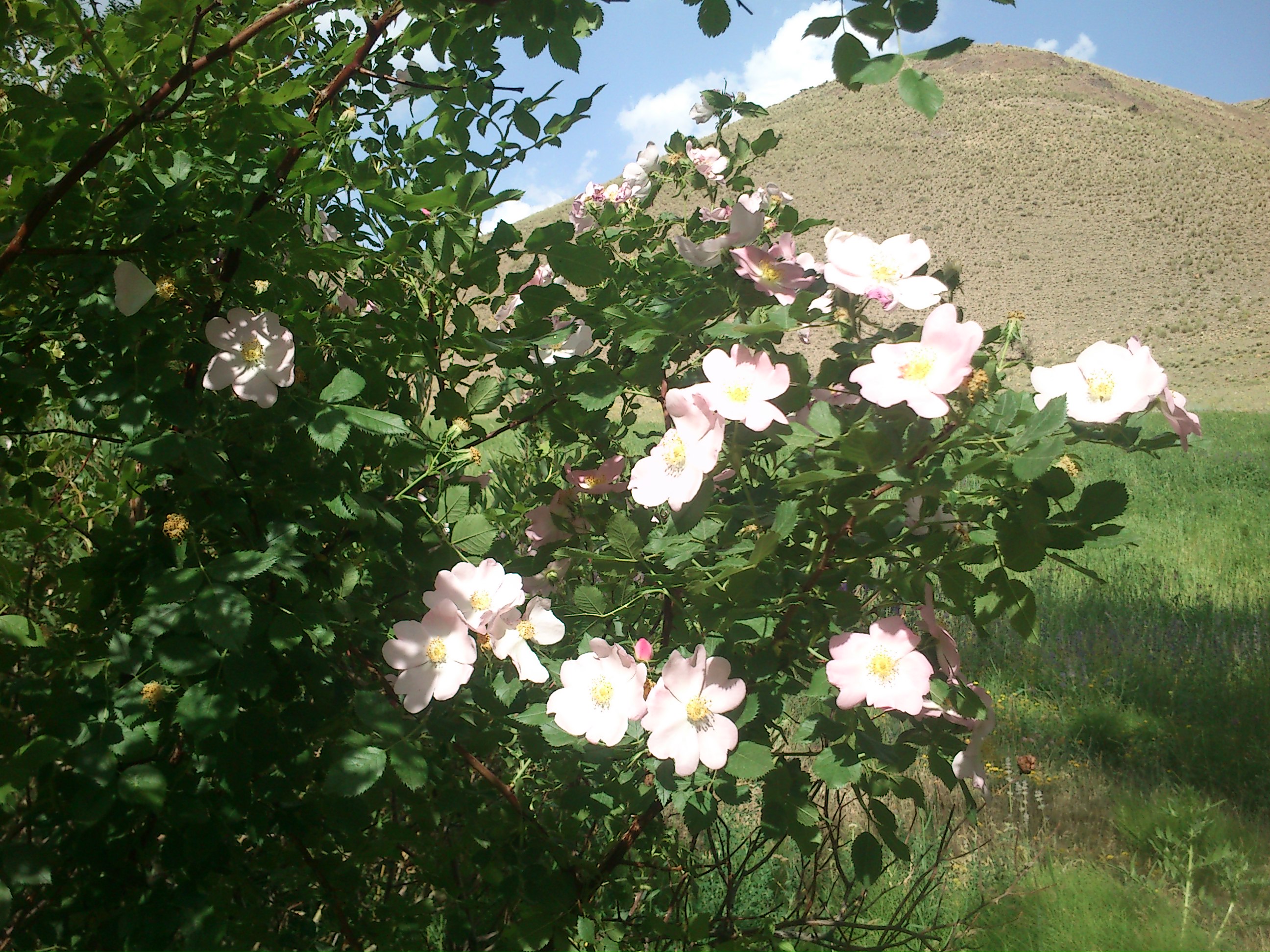 http://s5.picofile.com/file/8172572426/DSC_0450.JPG