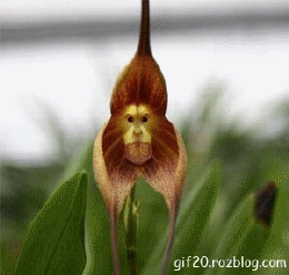 http://s5.picofile.com/file/8173466650/cactus2_mihanblog_com.gif